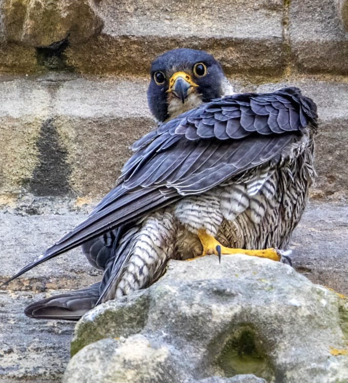 Jun 11th male