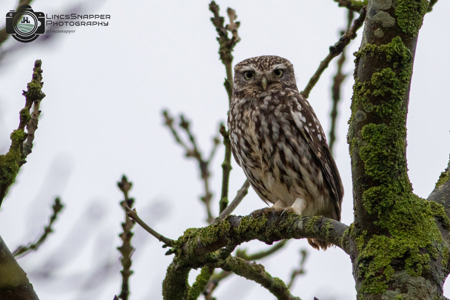 LittleOwl Nezzy