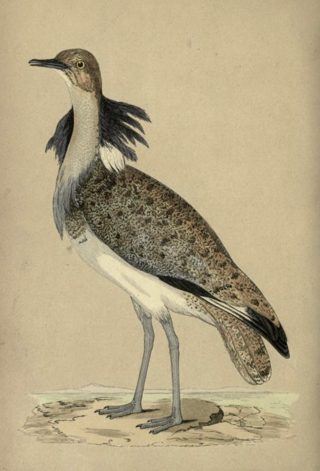 MacQueensBustard Lincs BMMorris