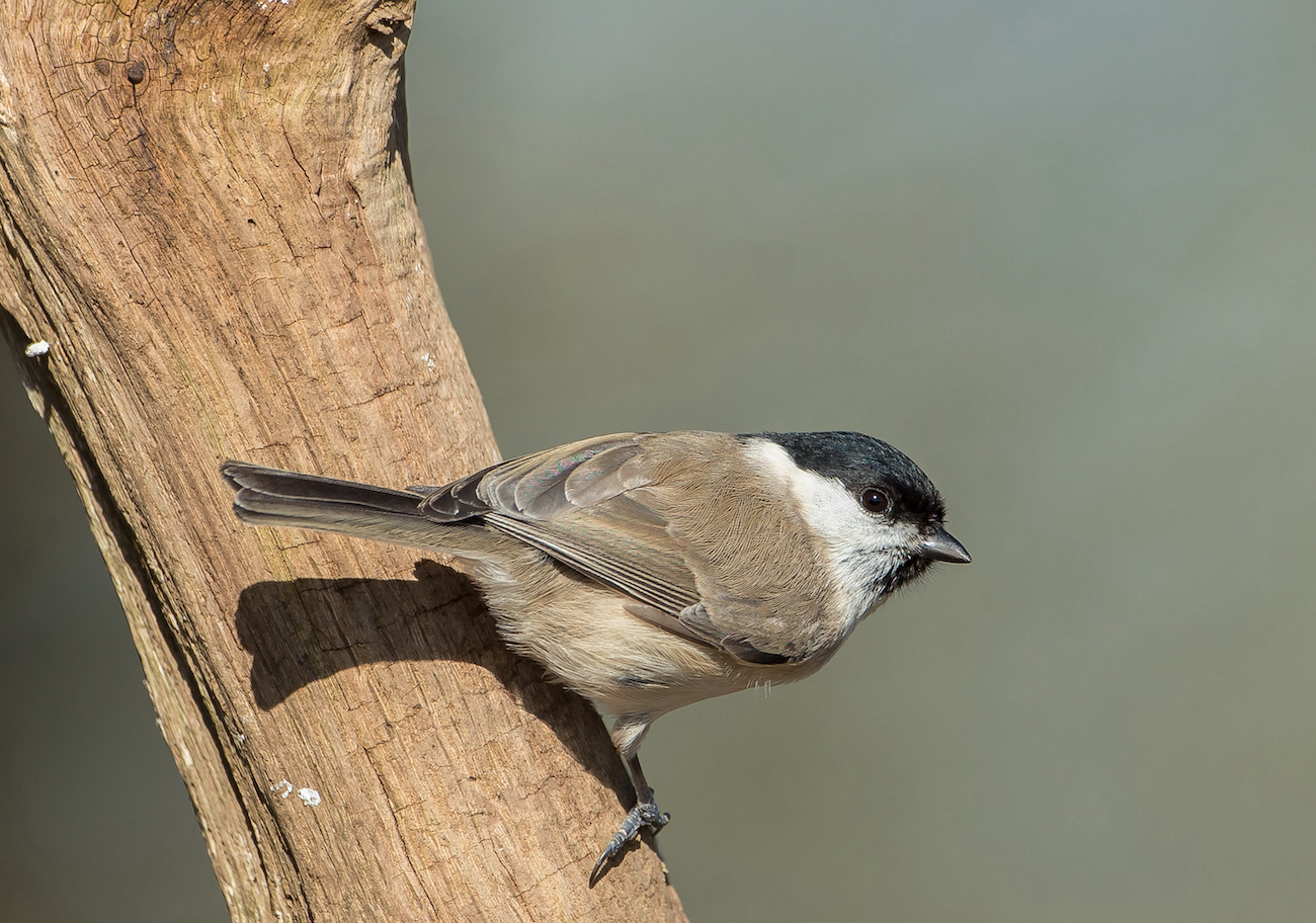 MarshTit 250218 Nocton MDJohnson