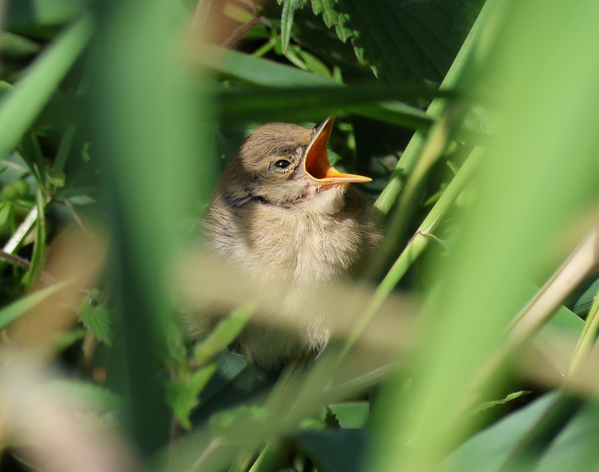 MarshWarblerFledgling 180723 C6M JS