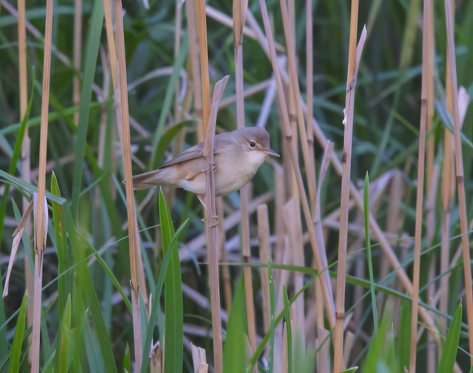 MarshWarbler_220514_HorncastleCanal_GPCatley-topaz-enhance.jpeg