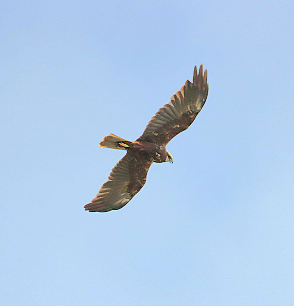 Marsh Harrier