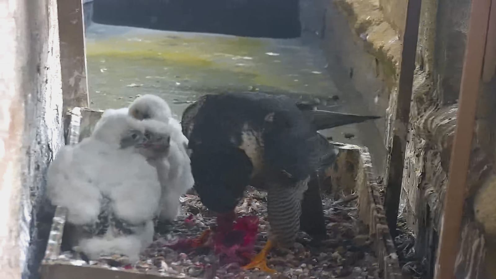 May29th2025 Feeding time