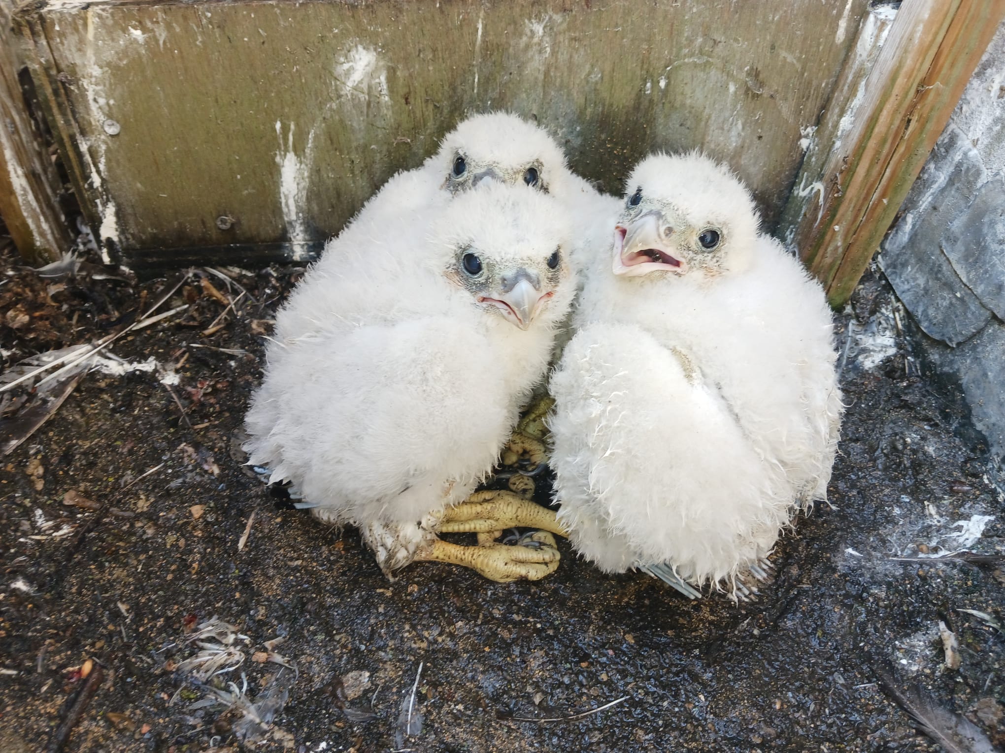 May 30th 2025 ringing 1