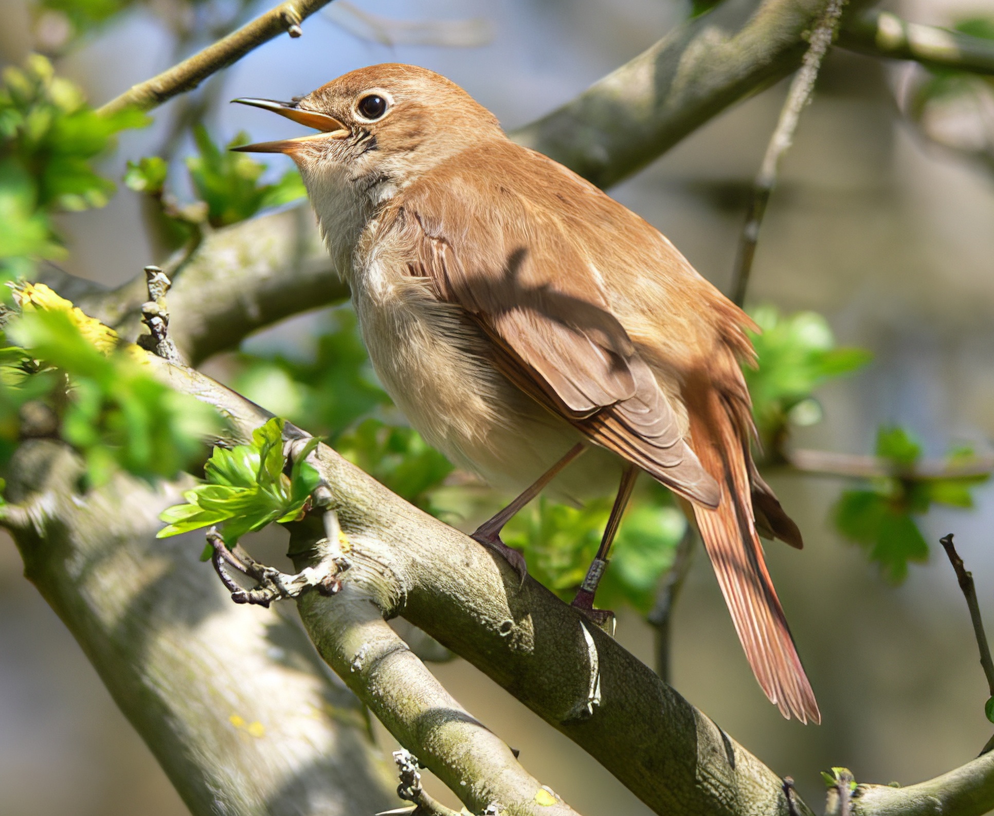 Nightingale 270416 Whisby RHayes topaz enhance
