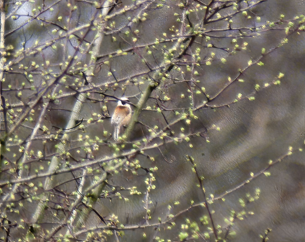 Penduline_Tit.jpg
