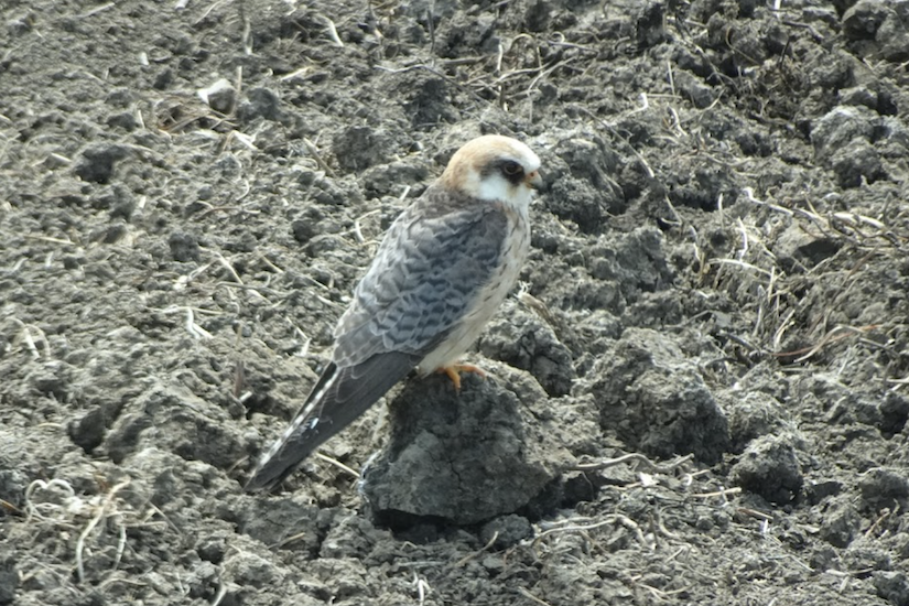 RedFootedFalcon BarnbyHallFarm 2025 06 10 at 19.03.31