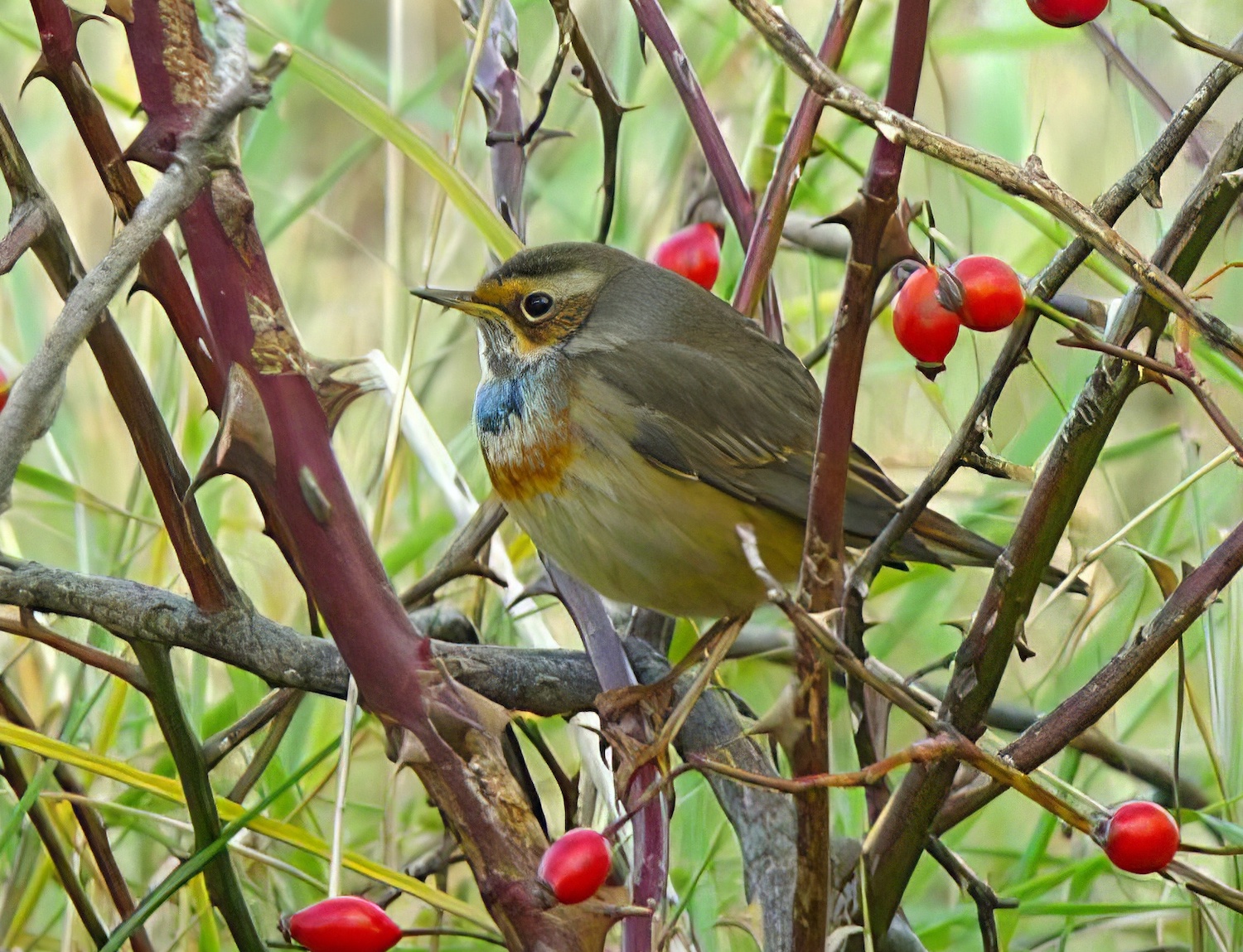 RedSpottedBluethroat 031112 GibPoint PNeale topaz enhance