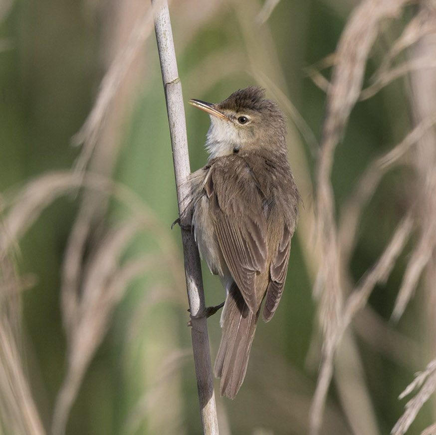 ReedWarbler 100614 BartonPits GPCatley