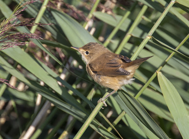 ReedWarbler 240819 BartonPits GPCatley