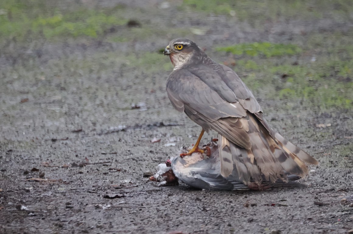 SH 2 Fulbeck 201125 Medium