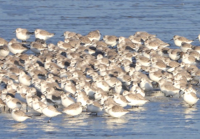 Sandling_6th_Jan_2026.jpg