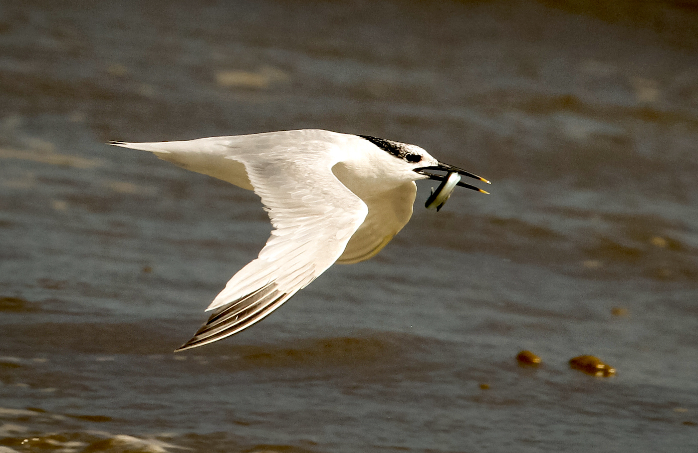 Sandwich Tern Rimac 01 08 2011 JRC 6052