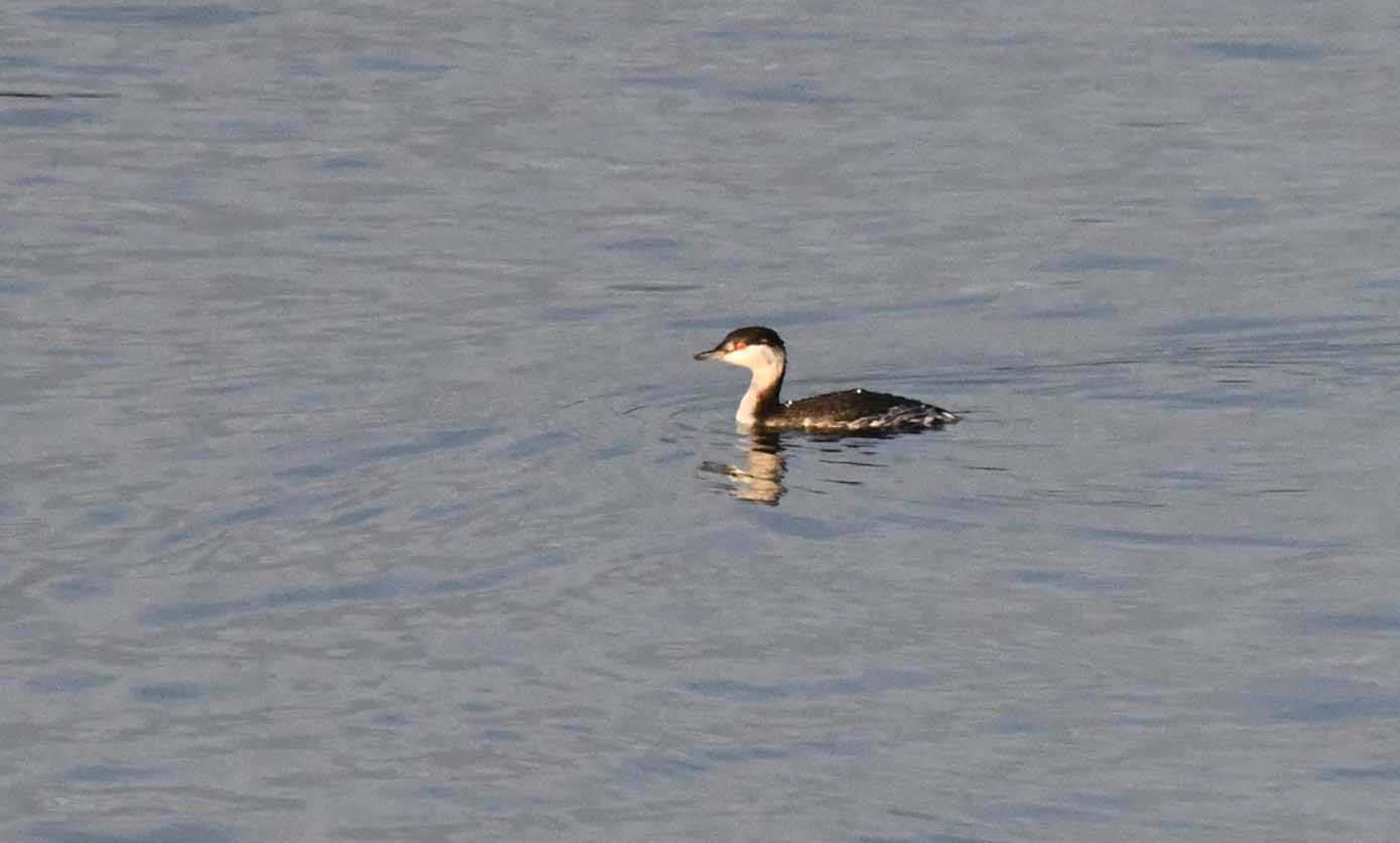 Slavonian Grebe 1