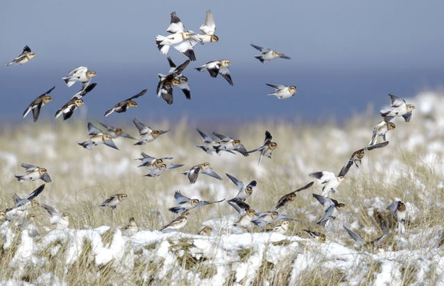 SnowBunting_100212_HumberstoneFitties_GPCatley.jpg