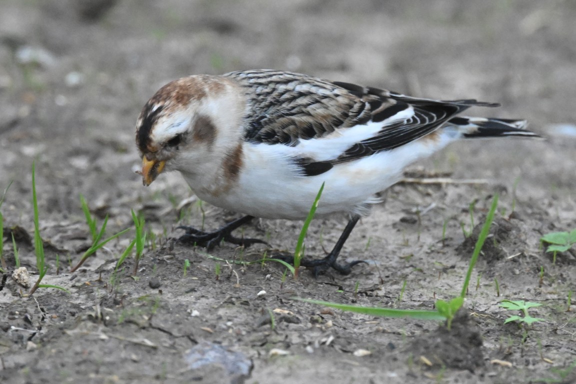 Snow_Bunting_cockDSC_0752.jpg._Medium.jpg