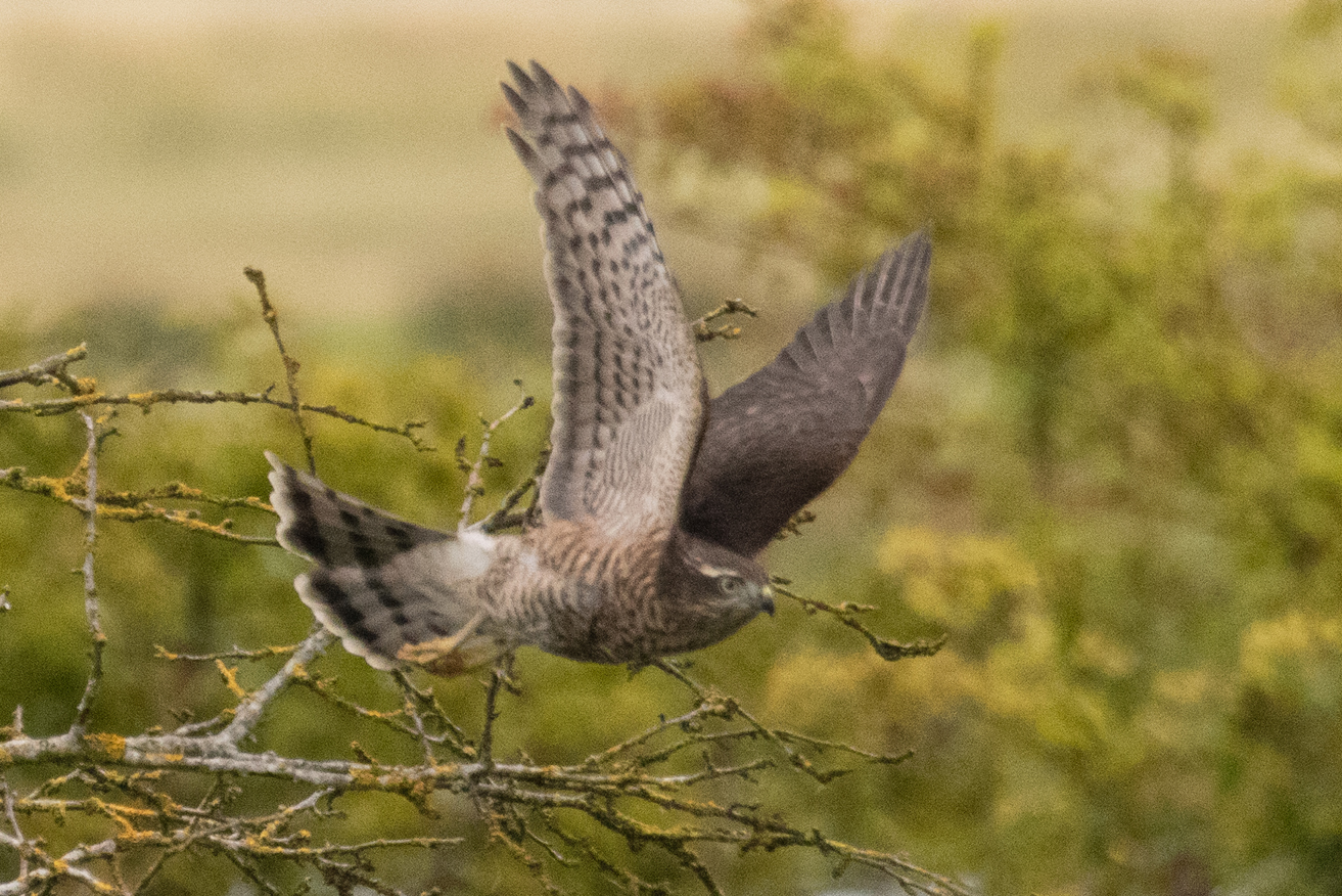 Sparrowhawk AlK06 08 24 8412