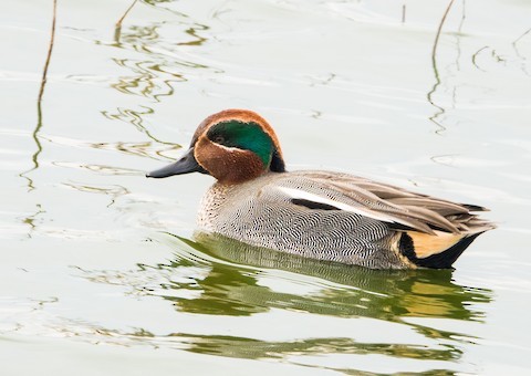 Teal 070119 FramptonMarsh PhilHyde