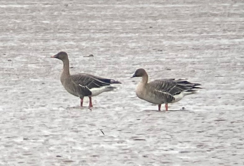 Tundra Bean Alkborough