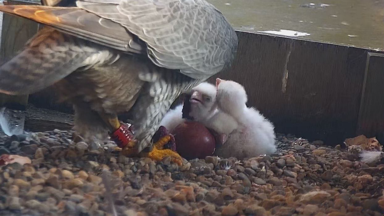 Two chick May 2025