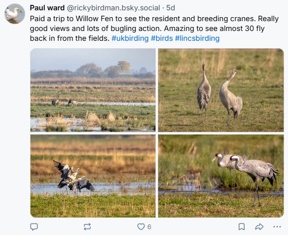 WTF_Cranes_Paul_Ward.jpg