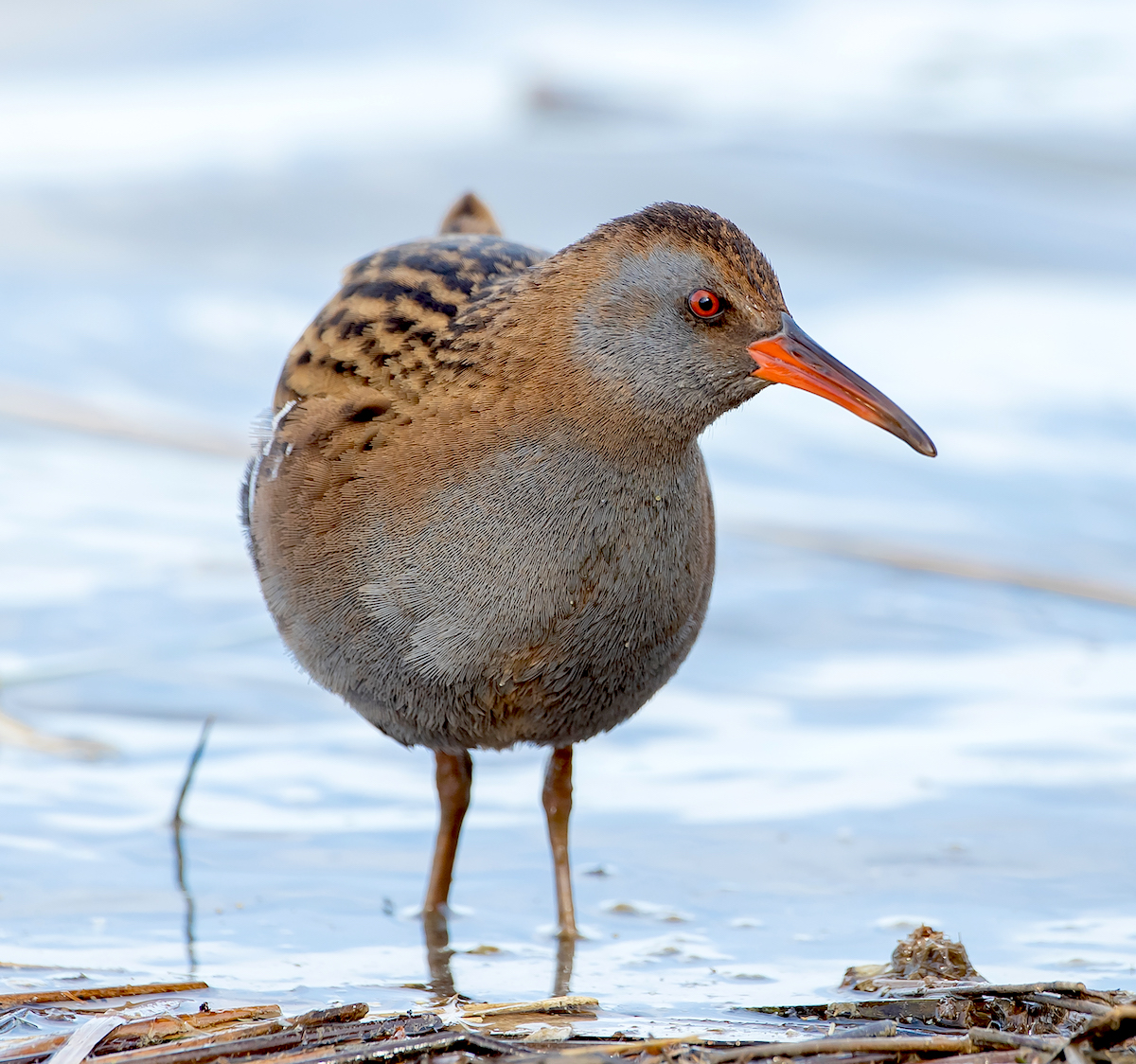 WaterRail 180319 Grainthorpe MarkDJohnson