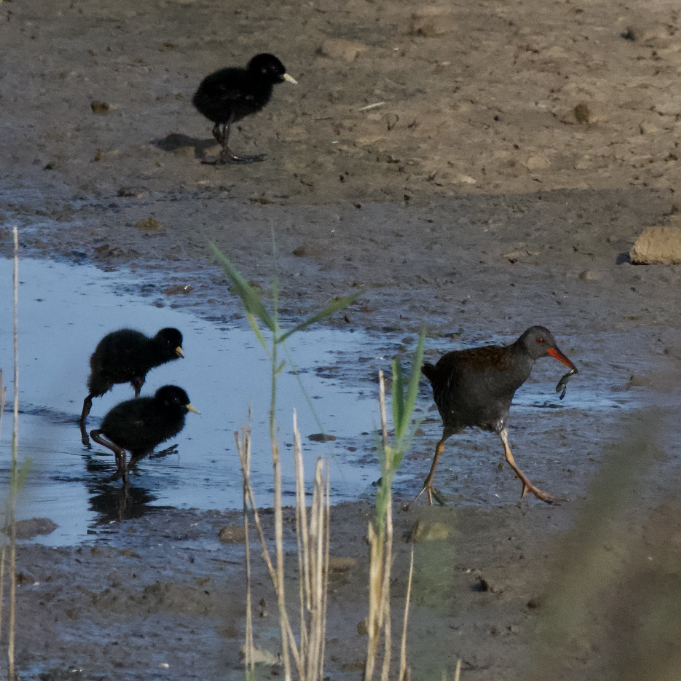 Water Rail