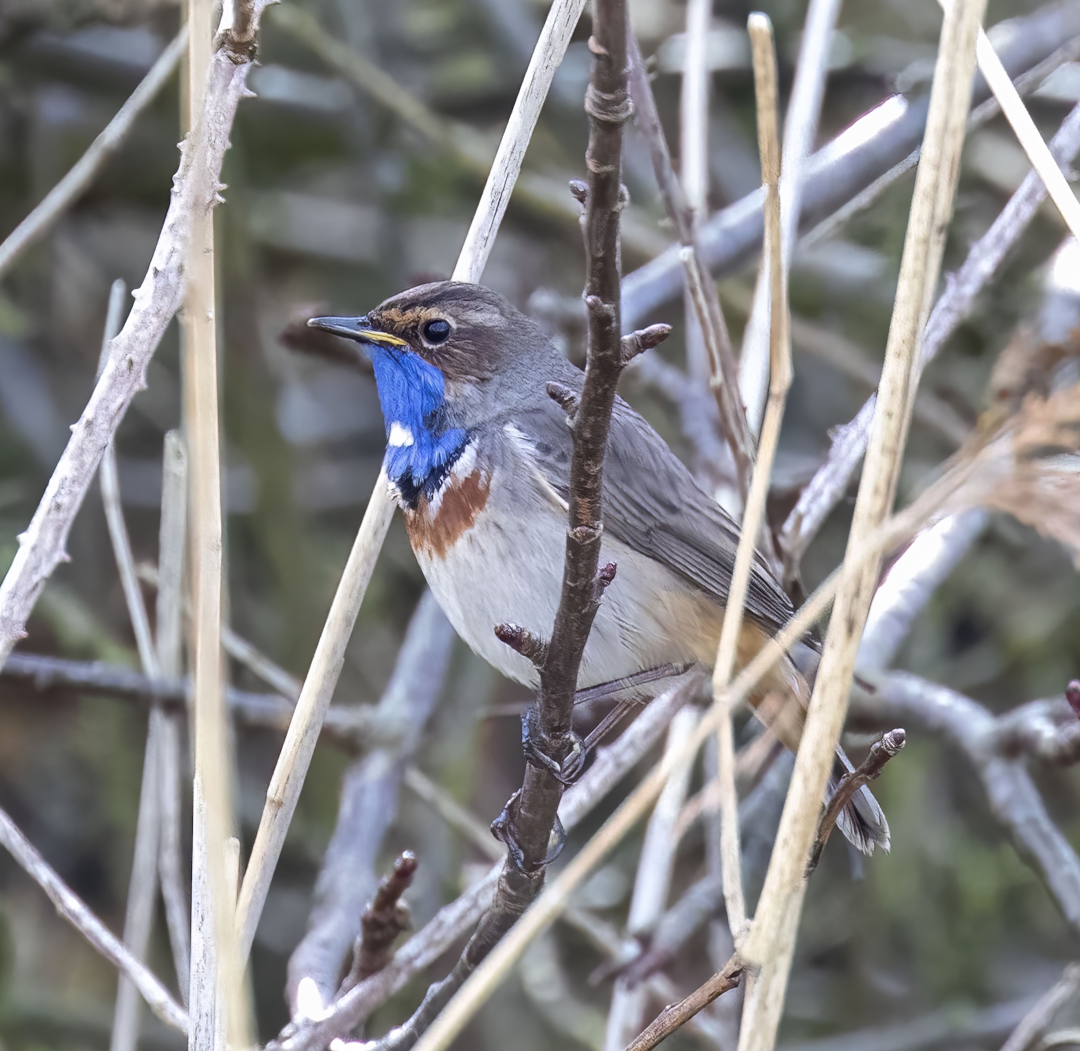 WhiteSpottedBluethroat 030418 EastHaltonPits GPCatley topaz denoise enhance