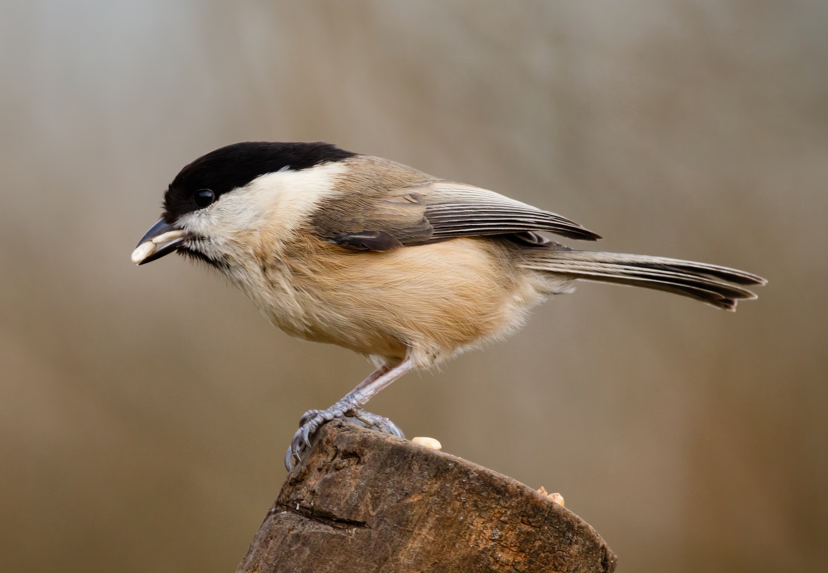 WillowTit 030316 MessinghamSQ JRClarkson topaz enhance