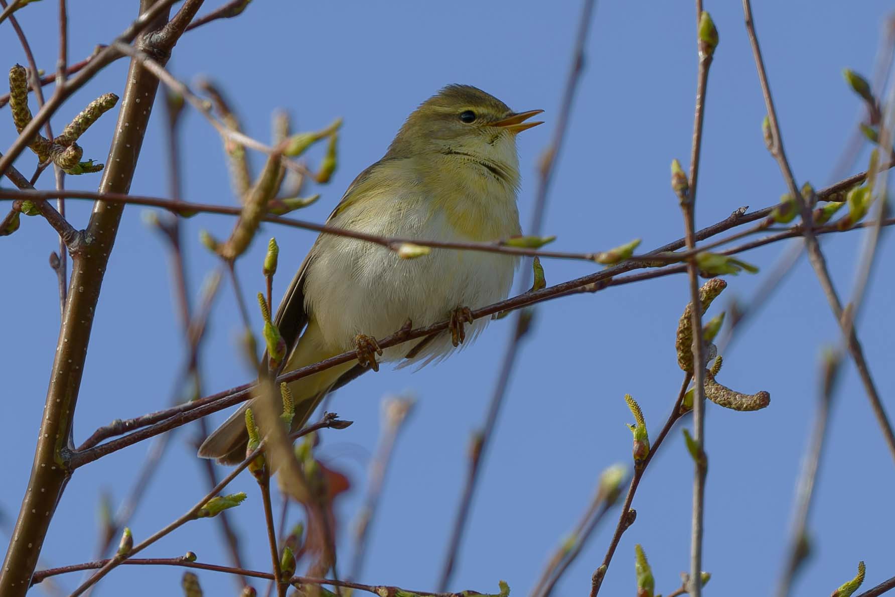 Willow_Warbler.jpg
