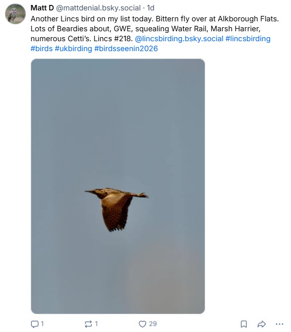 bittern.jpg