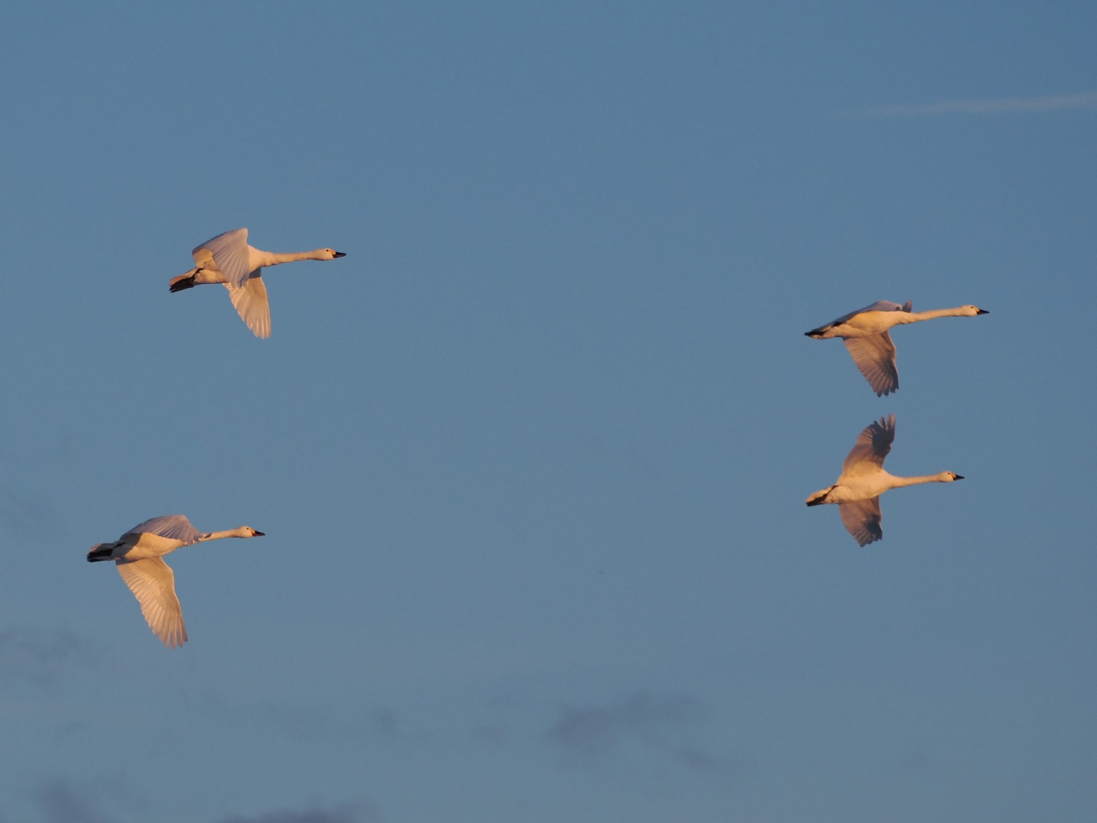 cc3d615a d688 424b 8c33 89508205d872