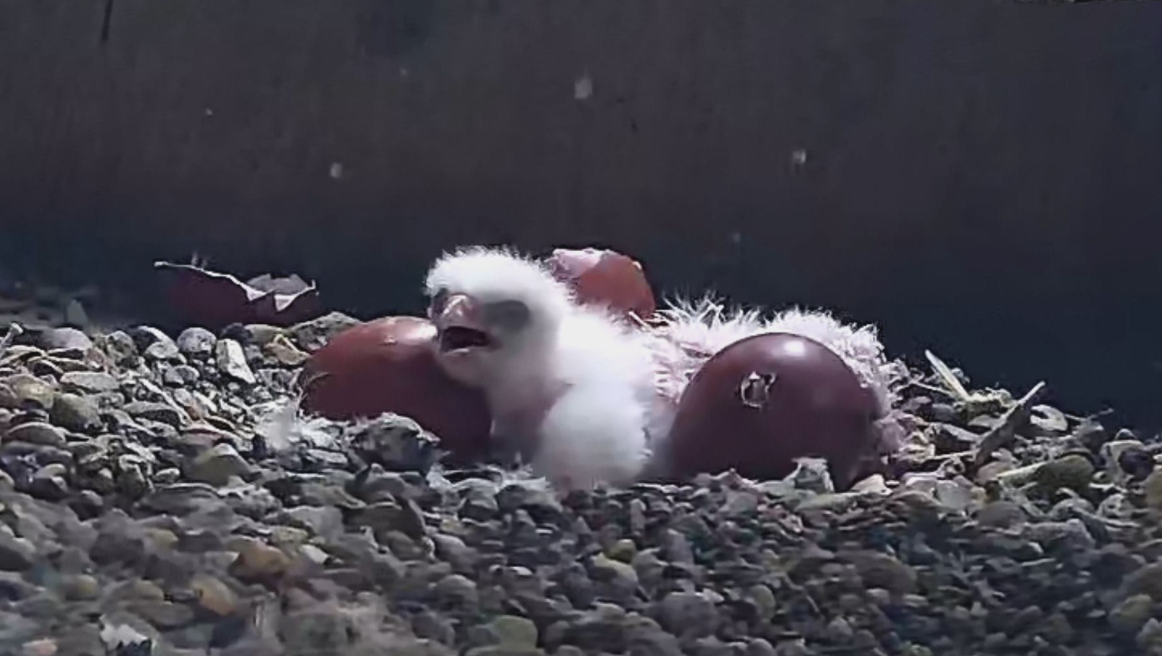 chick_5th_may.png