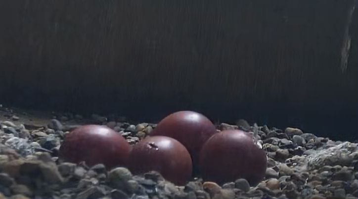 eggs hatching