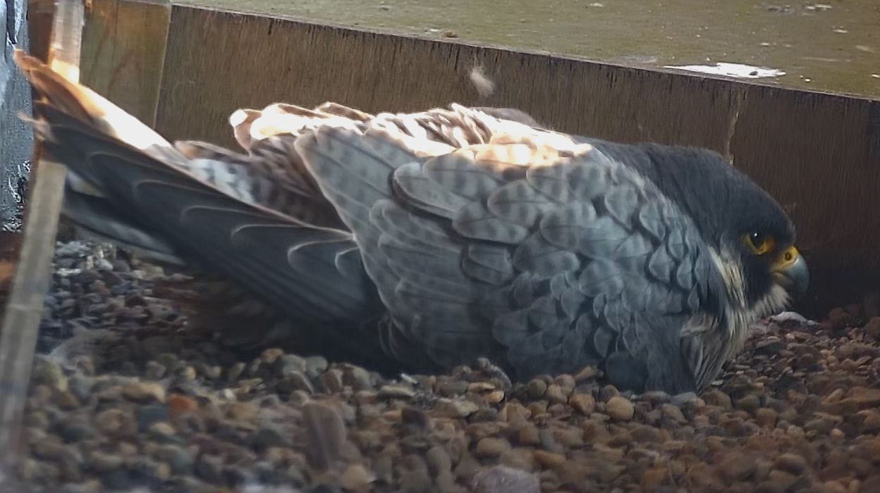 female