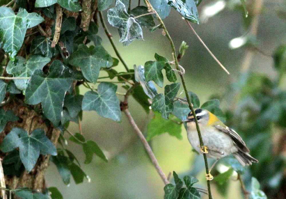 firecrest