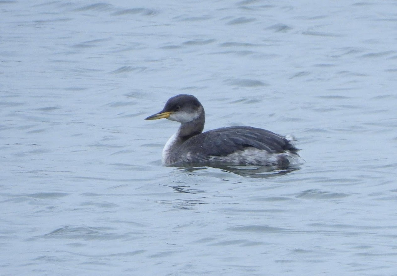 red necked grebe