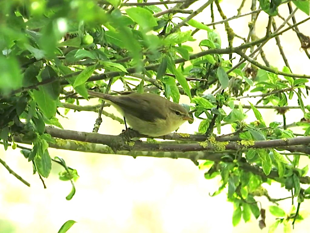 IberianCC GPBO 070519