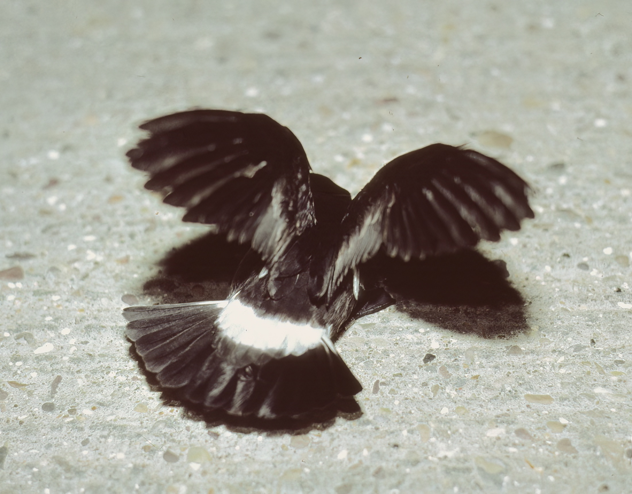 Storm Petrel1 Huttoft ABall topaz denoise