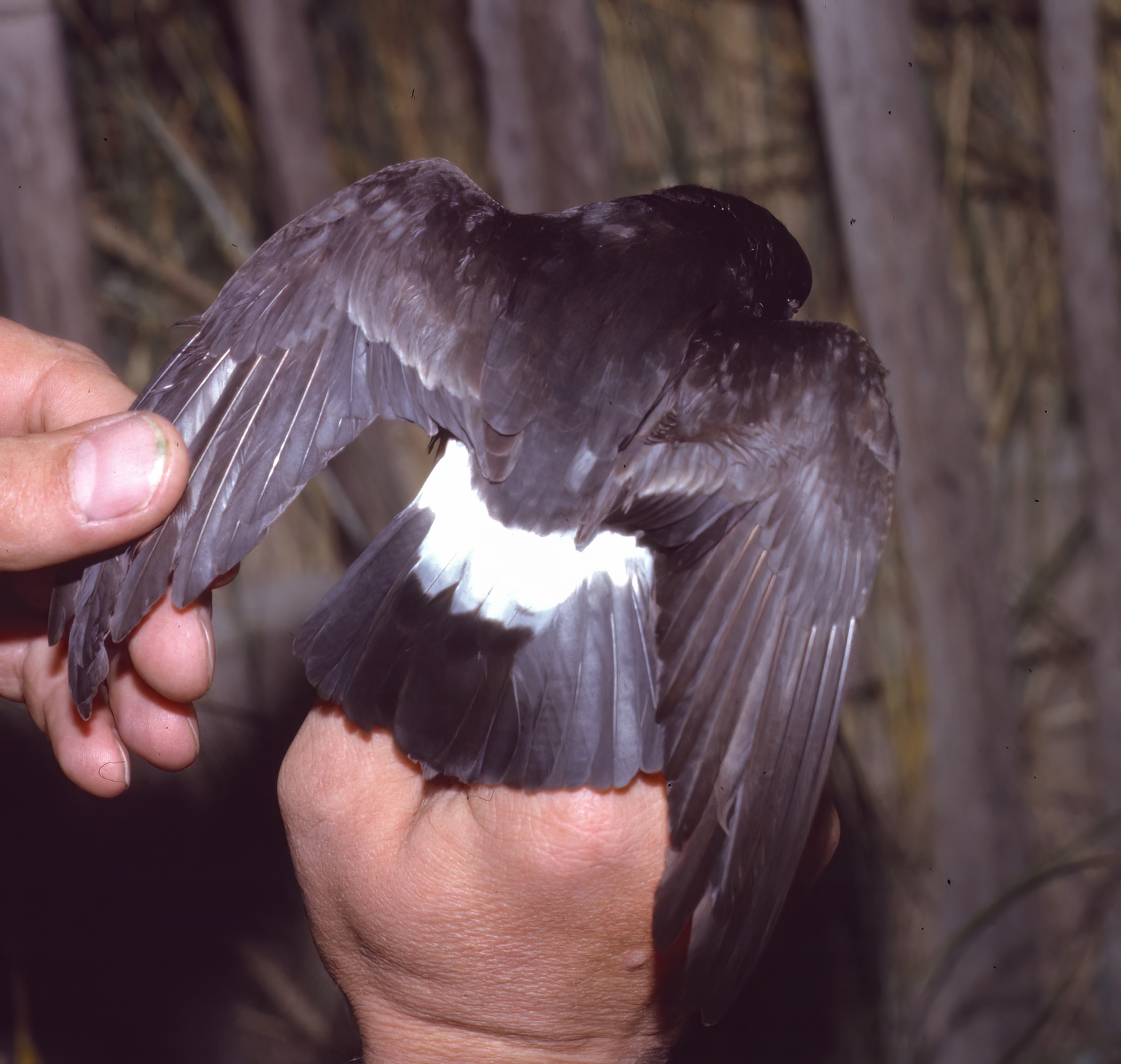 Storm Petrel2 Huttoft ABall topaz denoise enhance