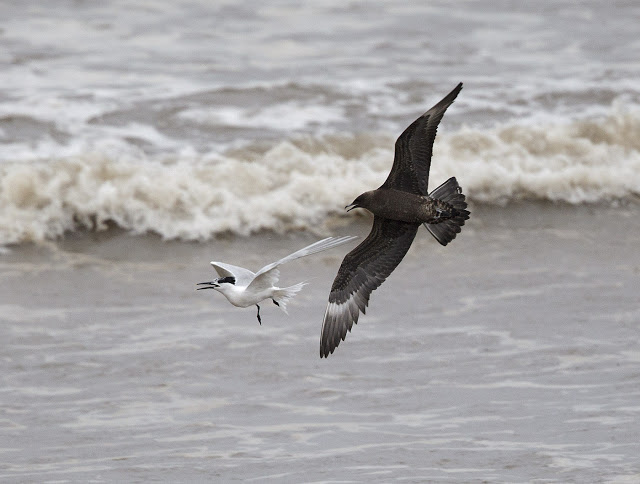 ArcticSkua GPC1