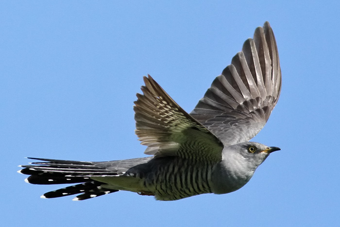 Cuckoo RH1