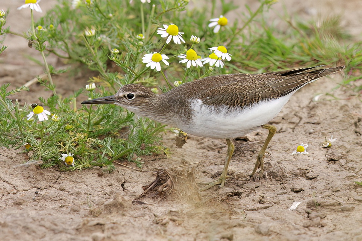 Common Sandpiper FreistonShore07 09 NSmith topaz denoise