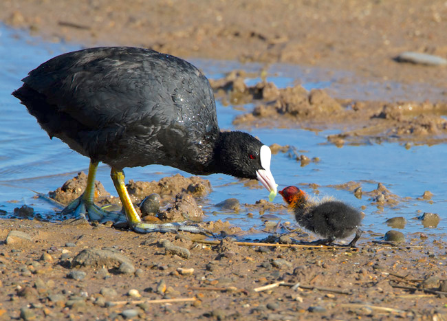 Coots RT1