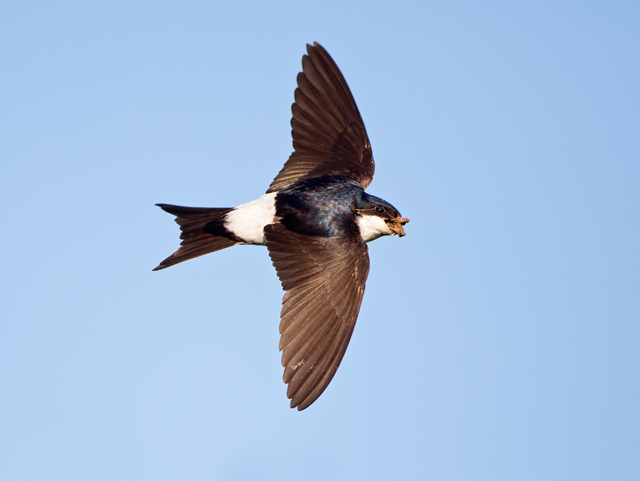 House Martin RT1