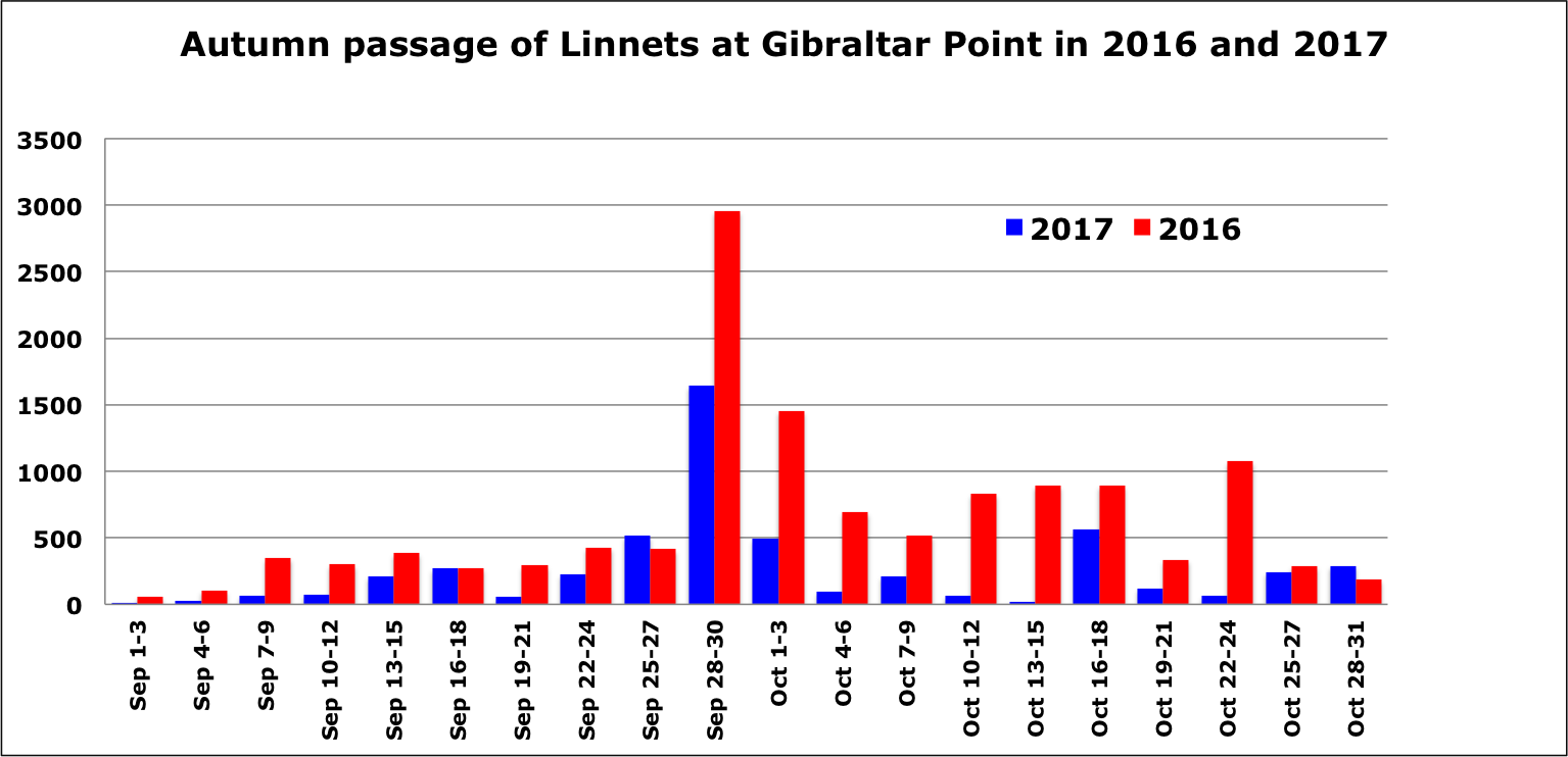 Linnets GPBO Autumn2016 17
