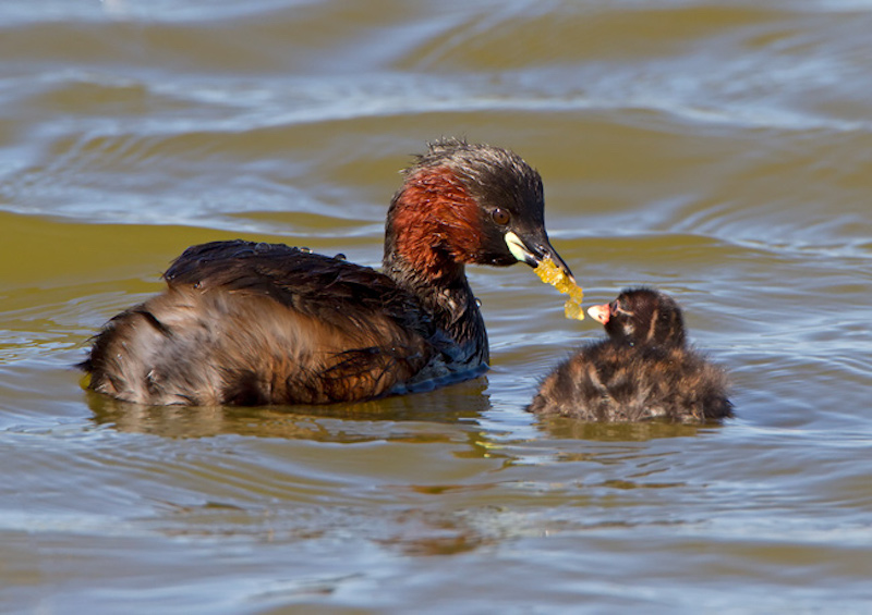 Little Grebe RT1