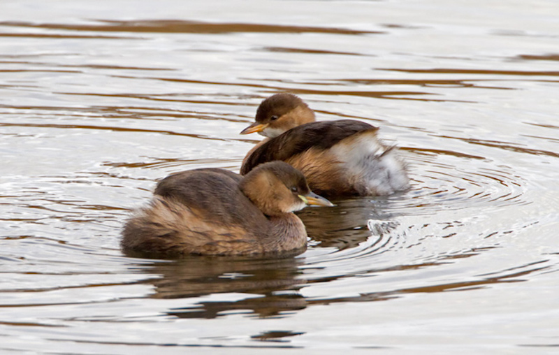 Little Grebes RT2