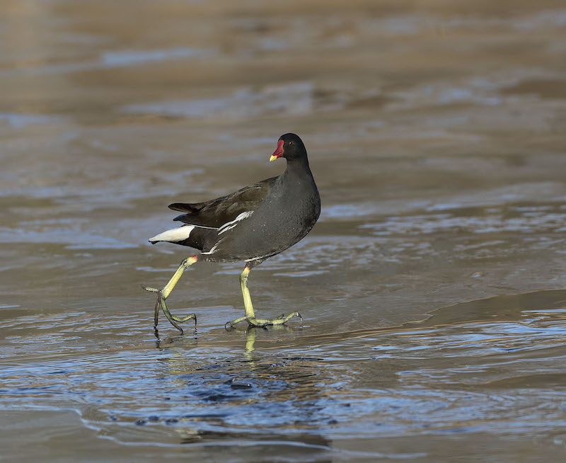 Moorhen GPC1